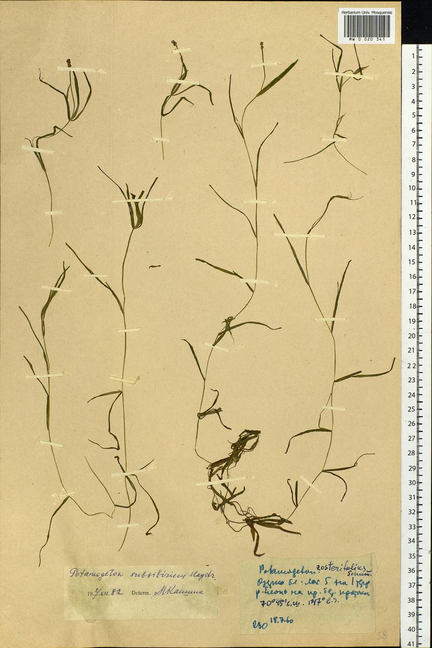 Potamogeton sibiricus A.Benn., Siberia, Yakutia (S5) (Russia)