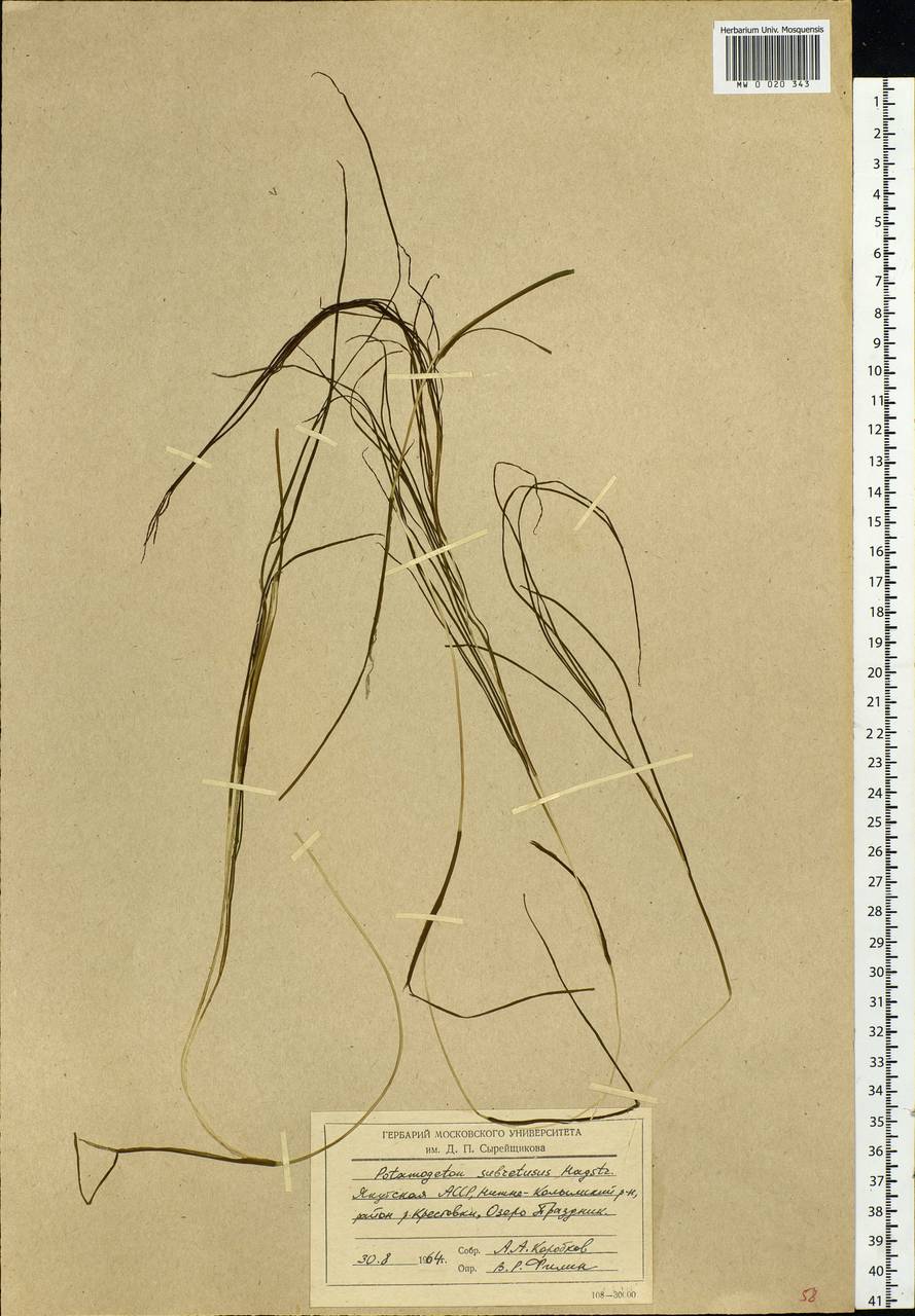 Stuckenia vaginata (Magnin) Holub, Siberia, Yakutia (S5) (Russia)