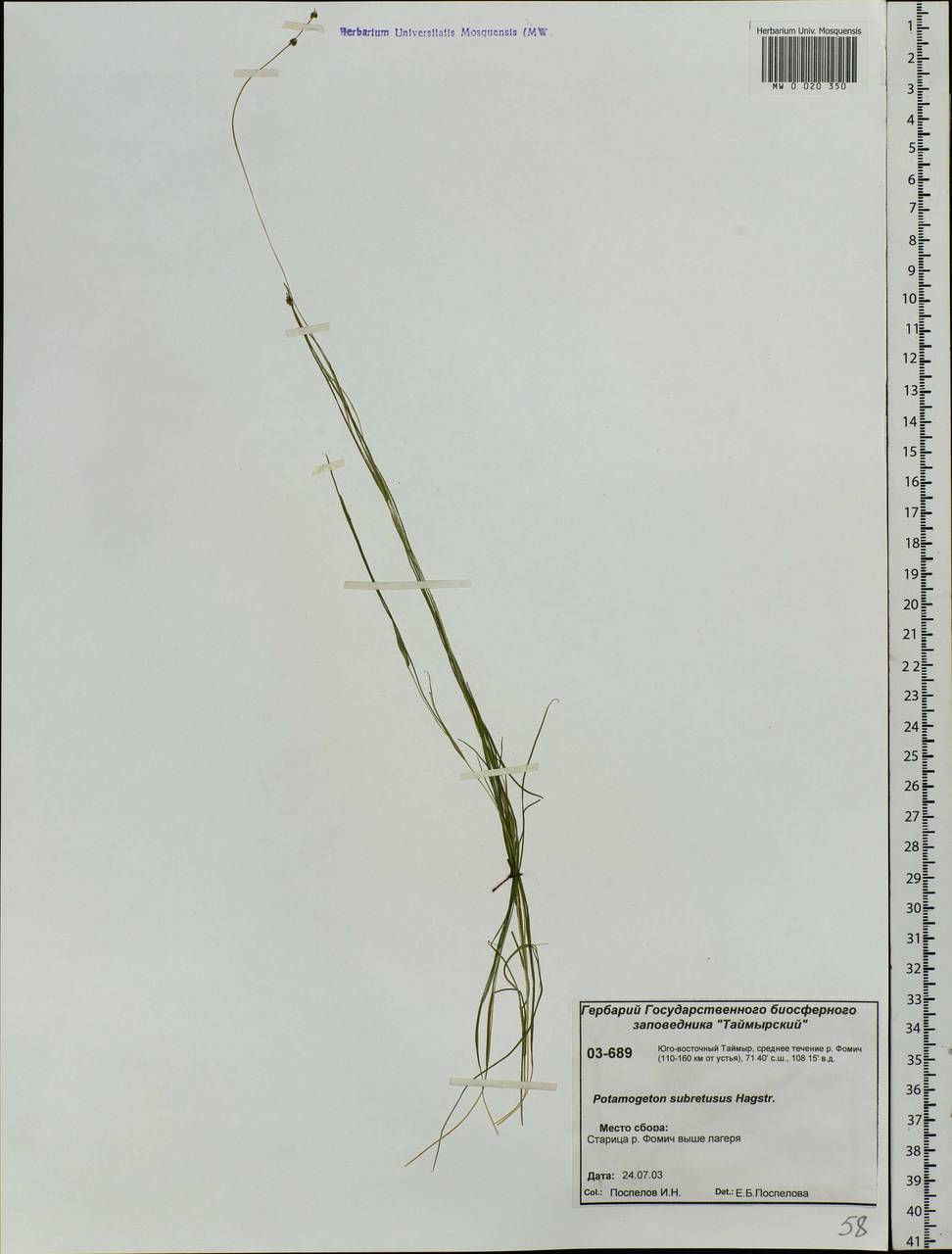 Stuckenia vaginata (Magnin) Holub, Siberia, Central Siberia (S3) (Russia)