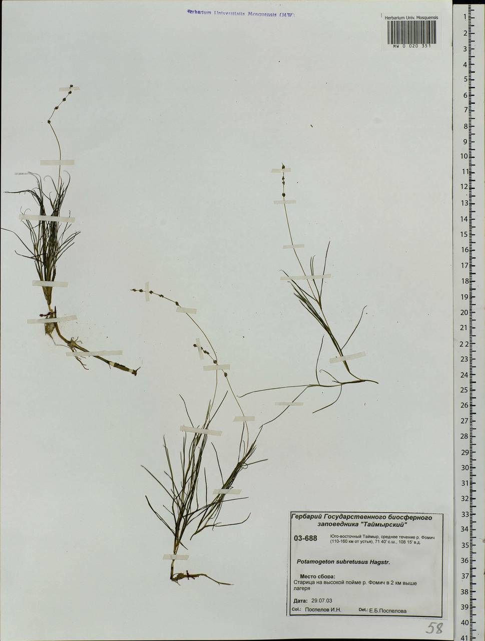 Stuckenia vaginata (Magnin) Holub, Siberia, Central Siberia (S3) (Russia)