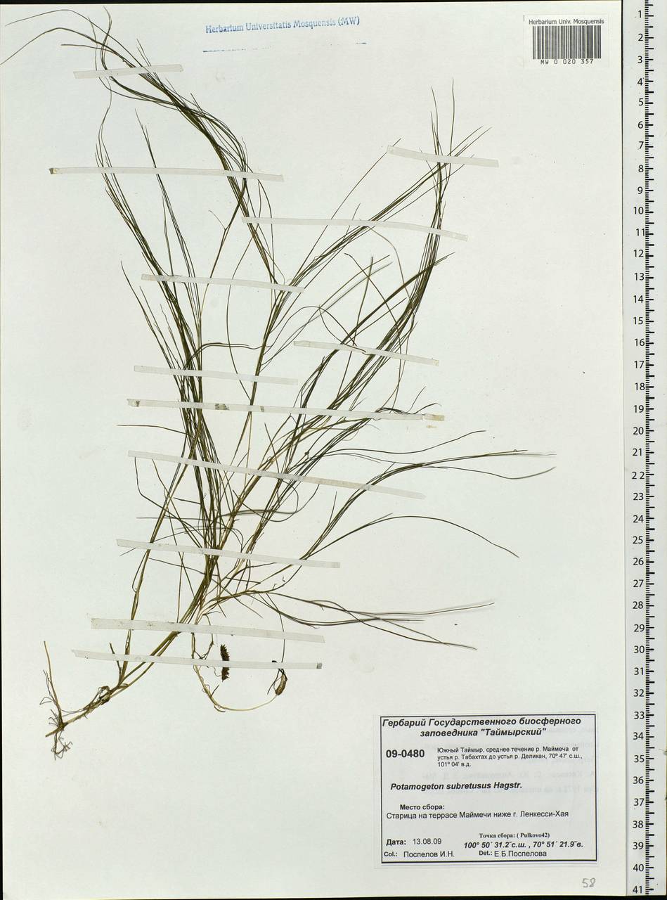 Stuckenia vaginata (Magnin) Holub, Siberia, Central Siberia (S3) (Russia)