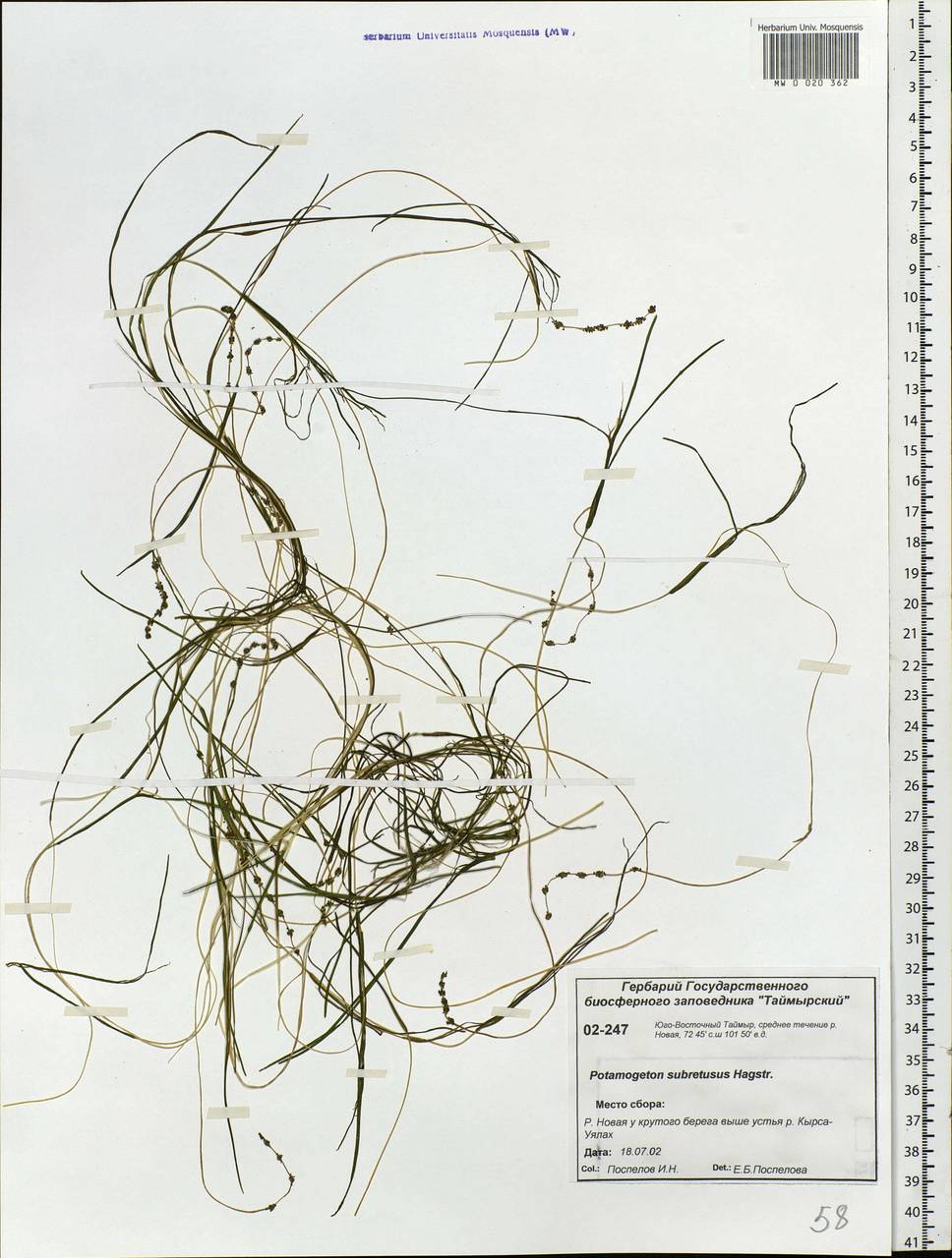 Stuckenia vaginata (Magnin) Holub, Siberia, Central Siberia (S3) (Russia)