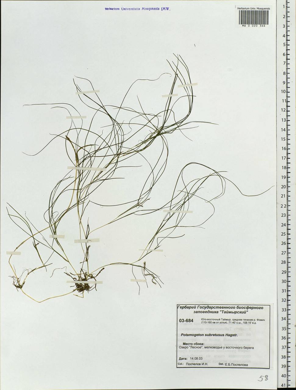 Stuckenia vaginata (Magnin) Holub, Siberia, Central Siberia (S3) (Russia)