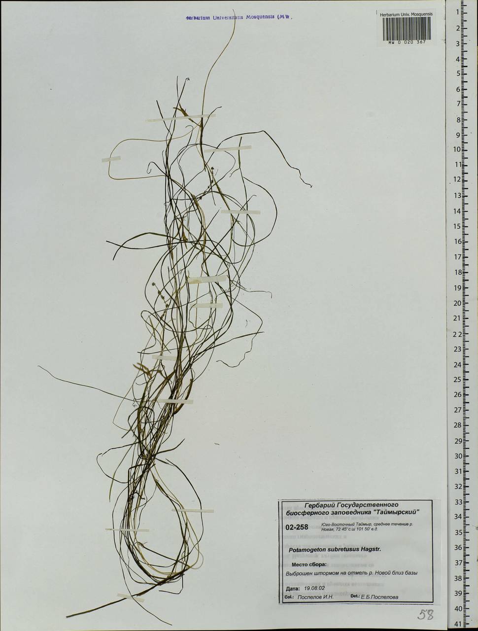 Stuckenia vaginata (Magnin) Holub, Siberia, Central Siberia (S3) (Russia)