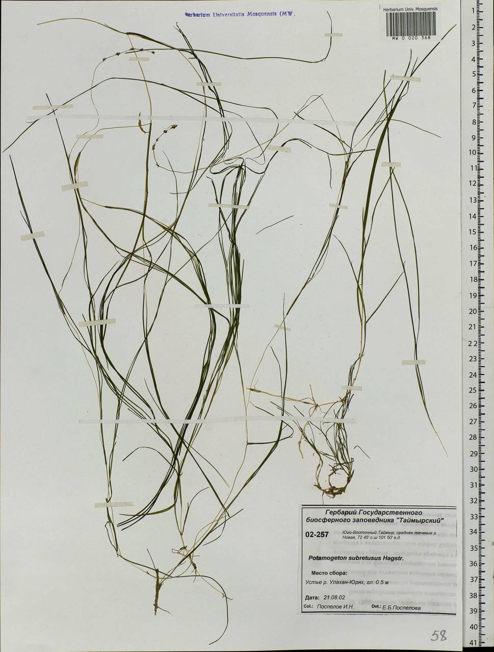 Stuckenia vaginata (Magnin) Holub, Siberia, Central Siberia (S3) (Russia)