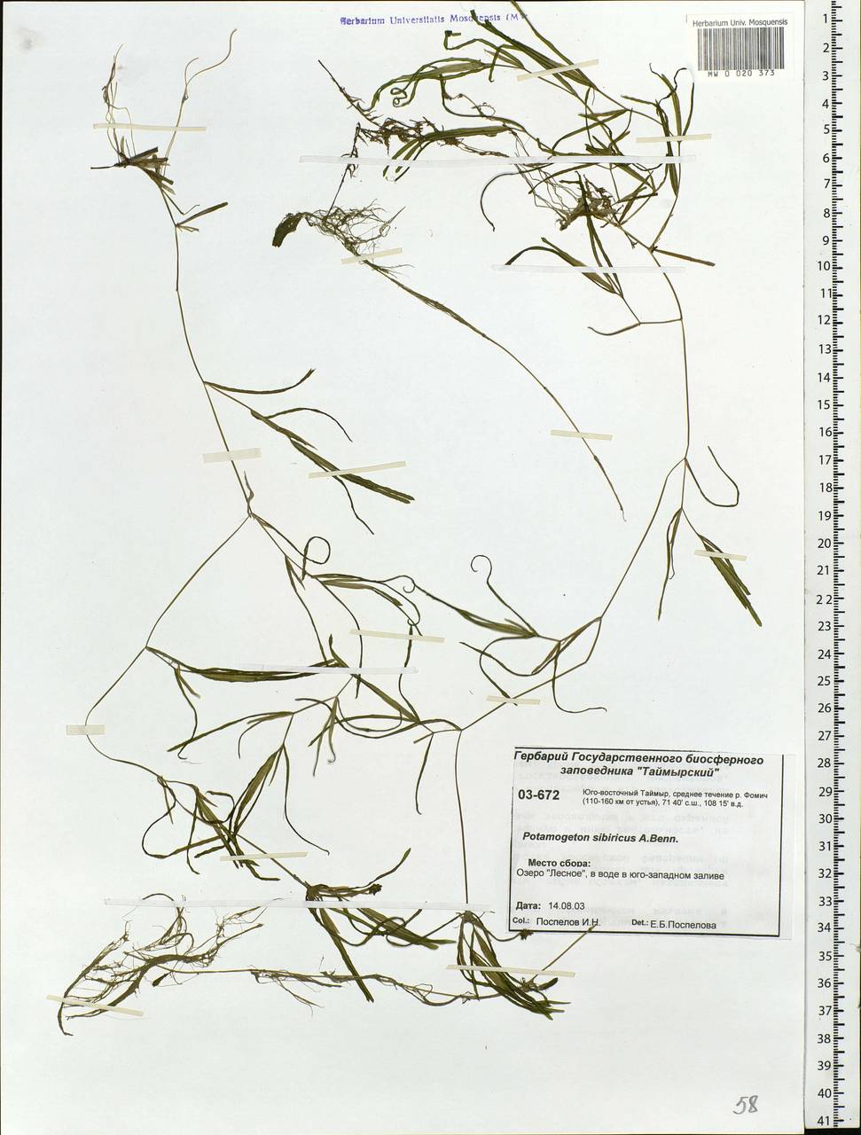 Potamogeton sibiricus A.Benn., Siberia, Central Siberia (S3) (Russia)