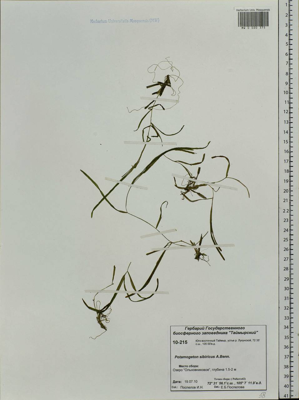 Potamogeton sibiricus A.Benn., Siberia, Central Siberia (S3) (Russia)