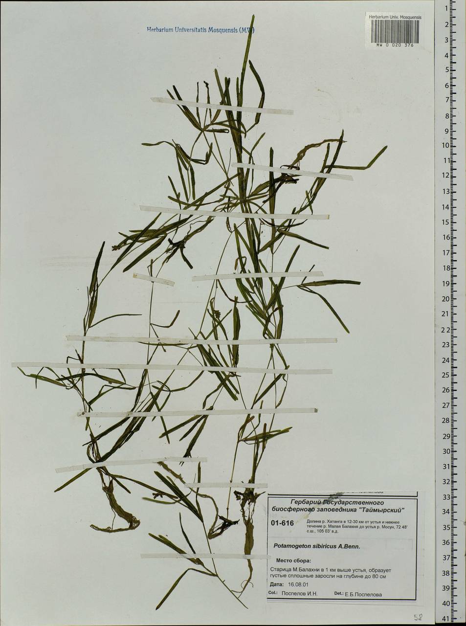 Potamogeton sibiricus A.Benn., Siberia, Central Siberia (S3) (Russia)