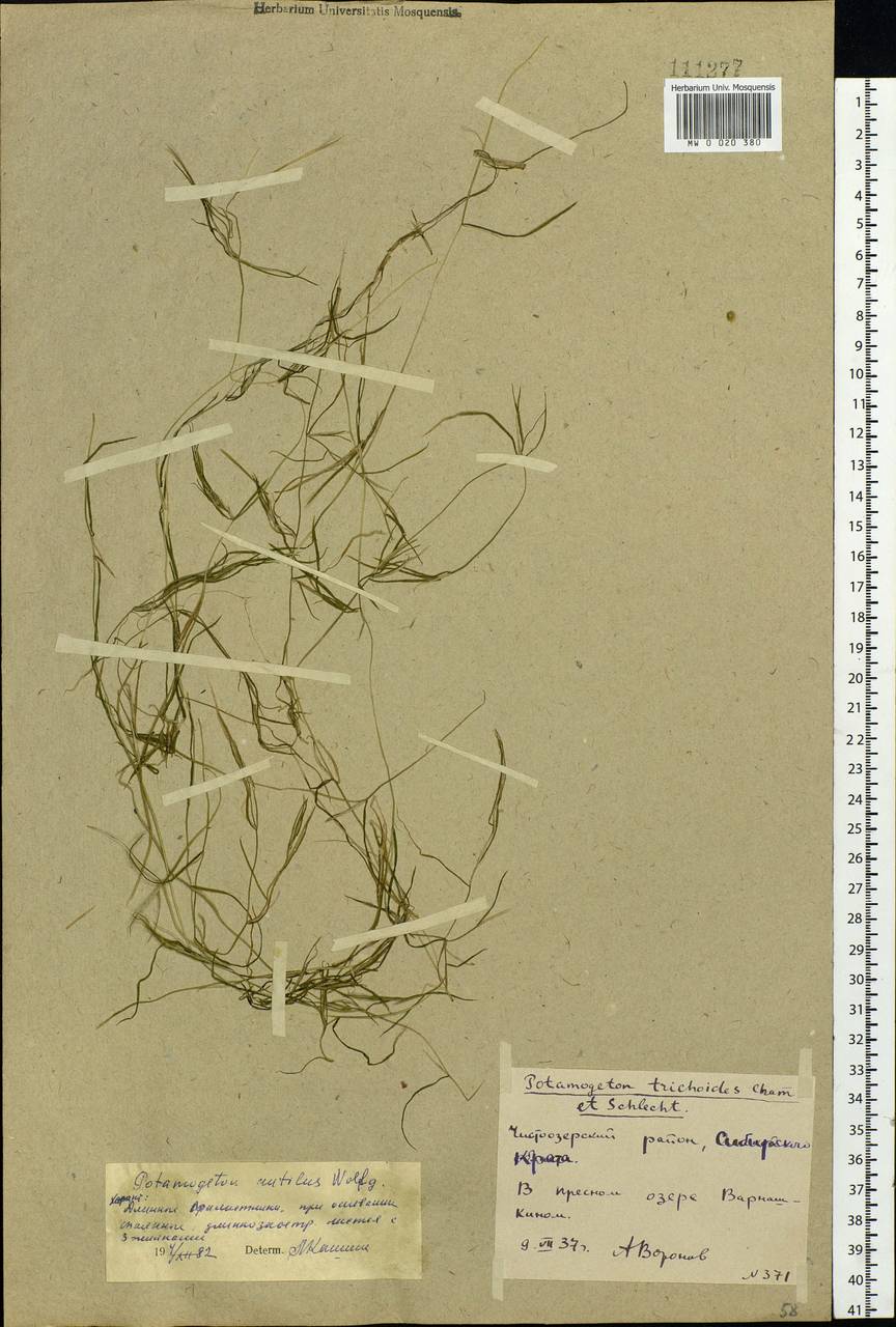 Potamogeton rutilus Wolfg., Siberia, Western Siberia (S1) (Russia)