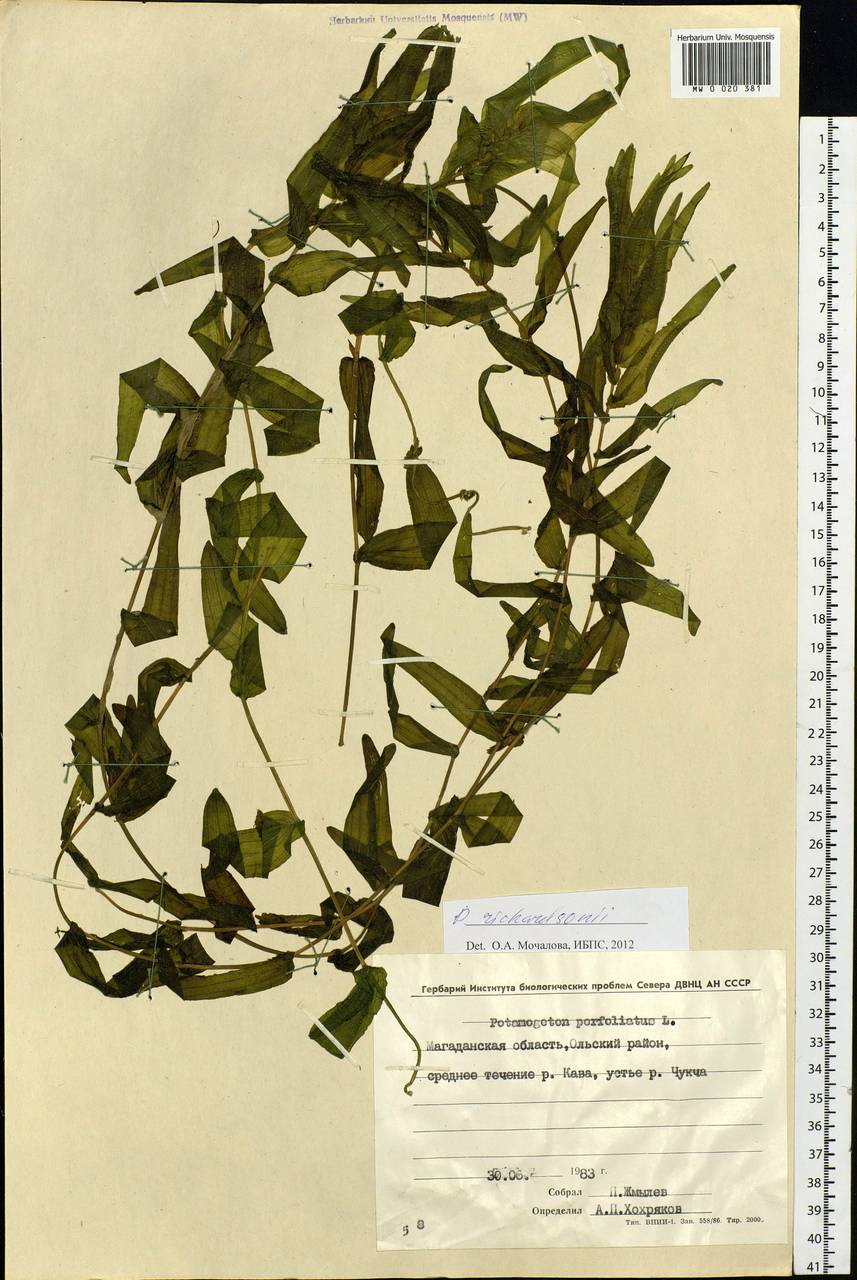 Potamogeton richardsonii (A.Benn.) Rydb., Siberia, Chukotka & Kamchatka (S7) (Russia)