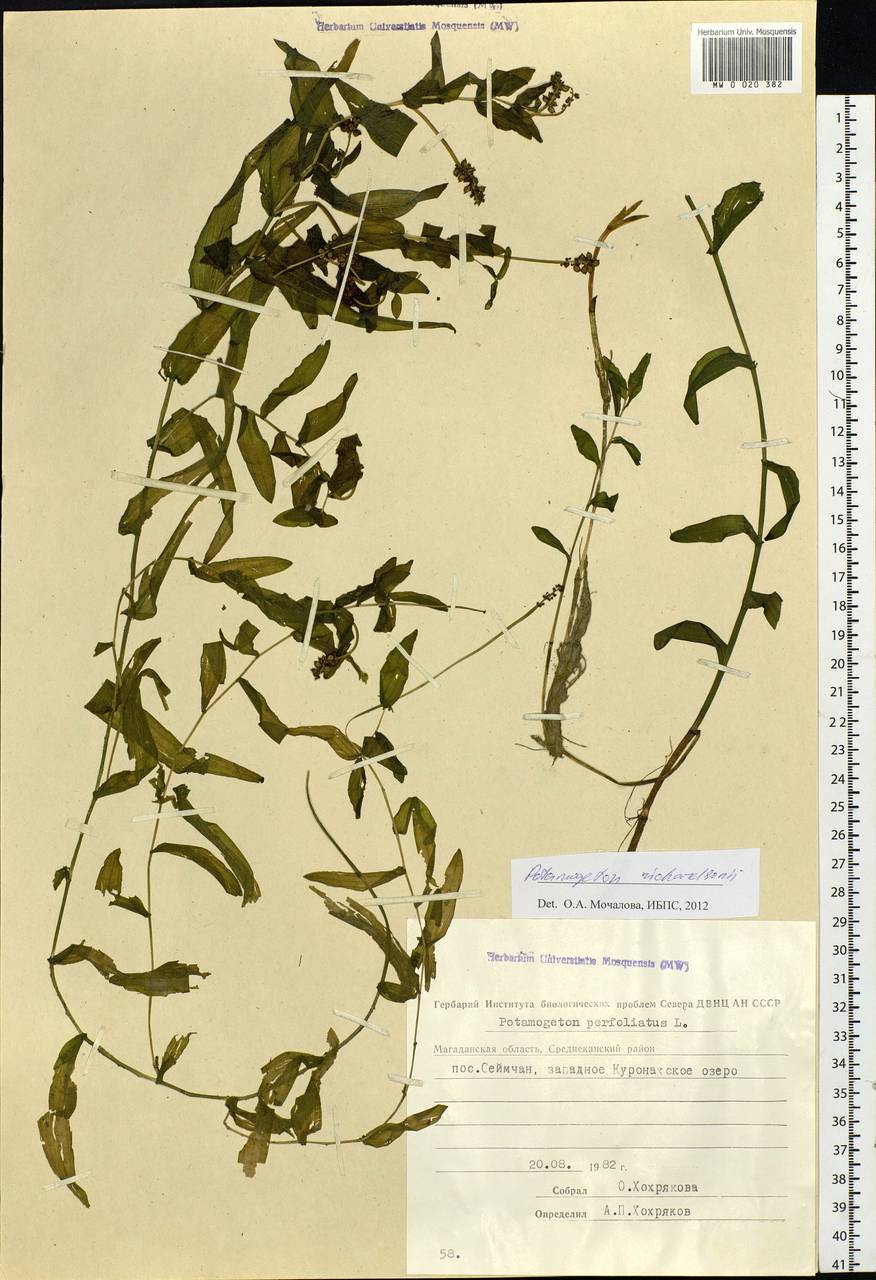 Potamogeton richardsonii (A.Benn.) Rydb., Siberia, Chukotka & Kamchatka (S7) (Russia)
