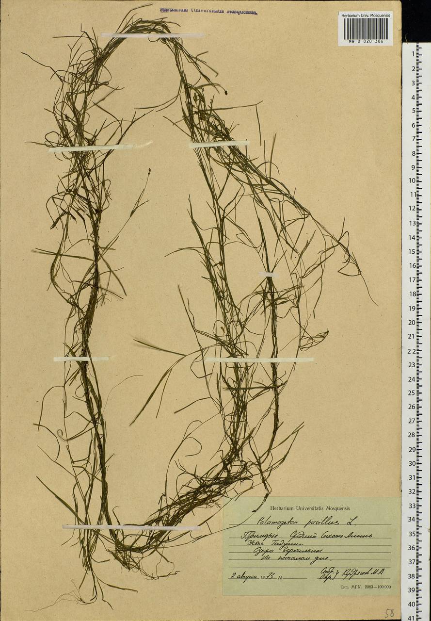 Potamogeton pusillus L., Siberia, Russian Far East (S6) (Russia)