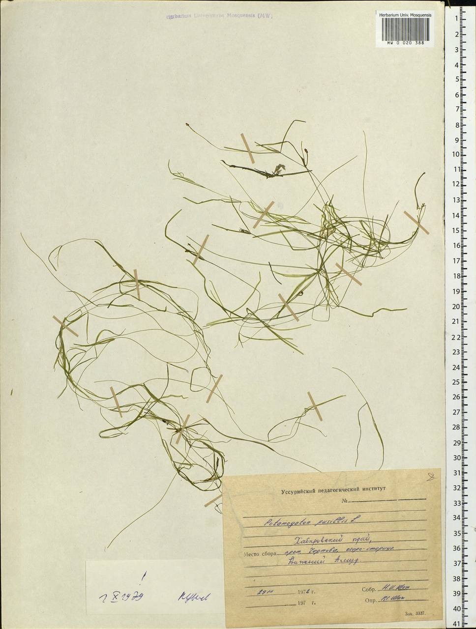 Potamogeton pusillus L., Siberia, Russian Far East (S6) (Russia)