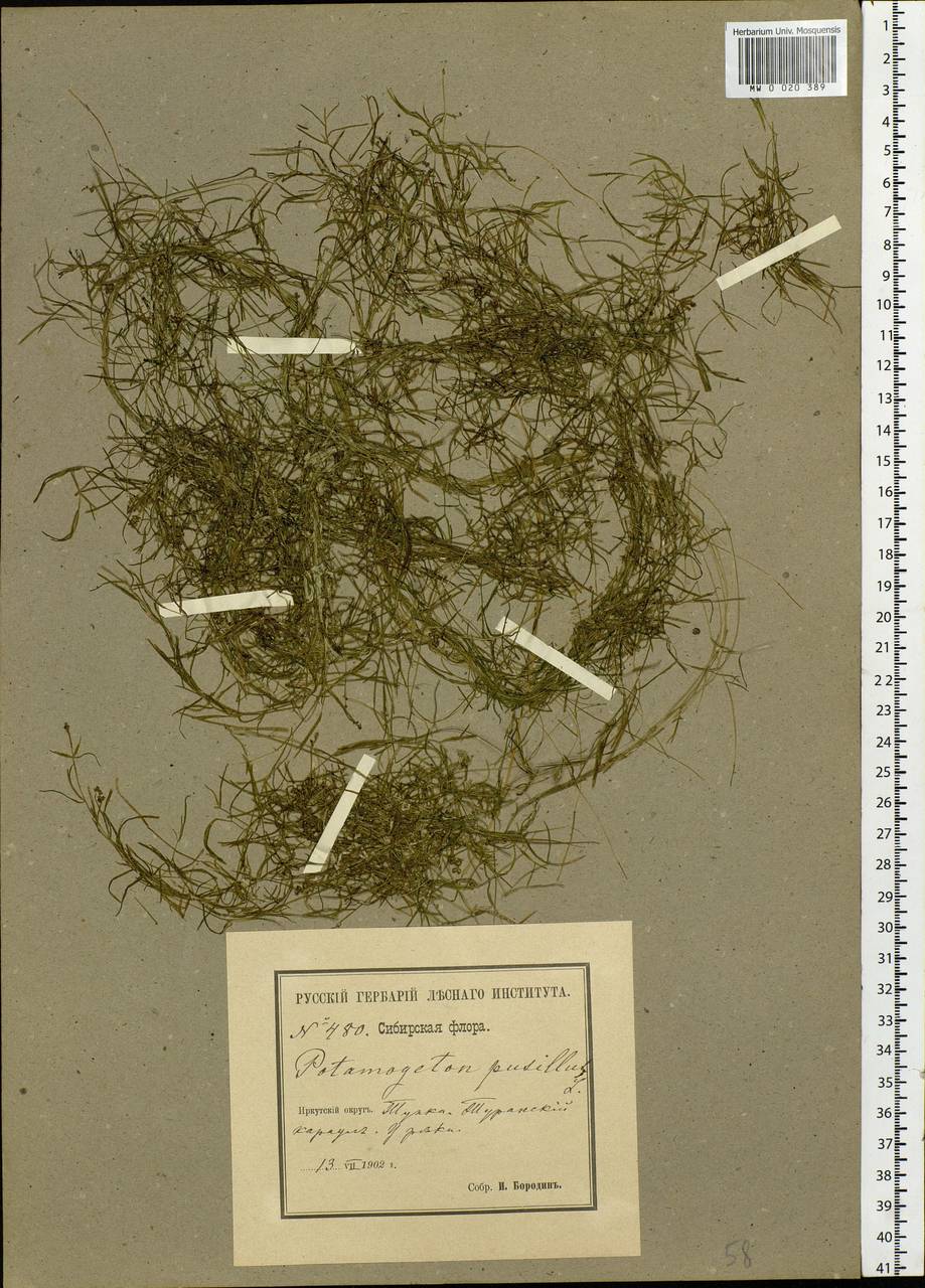 Potamogeton pusillus L., Siberia, Baikal & Transbaikal region (S4) (Russia)