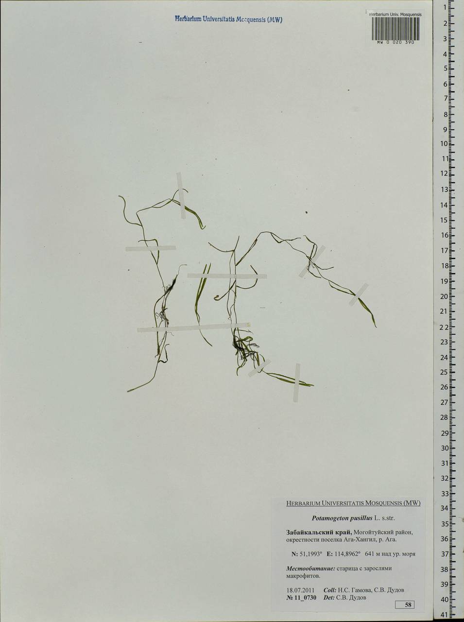 Potamogeton pusillus L., Siberia, Baikal & Transbaikal region (S4) (Russia)