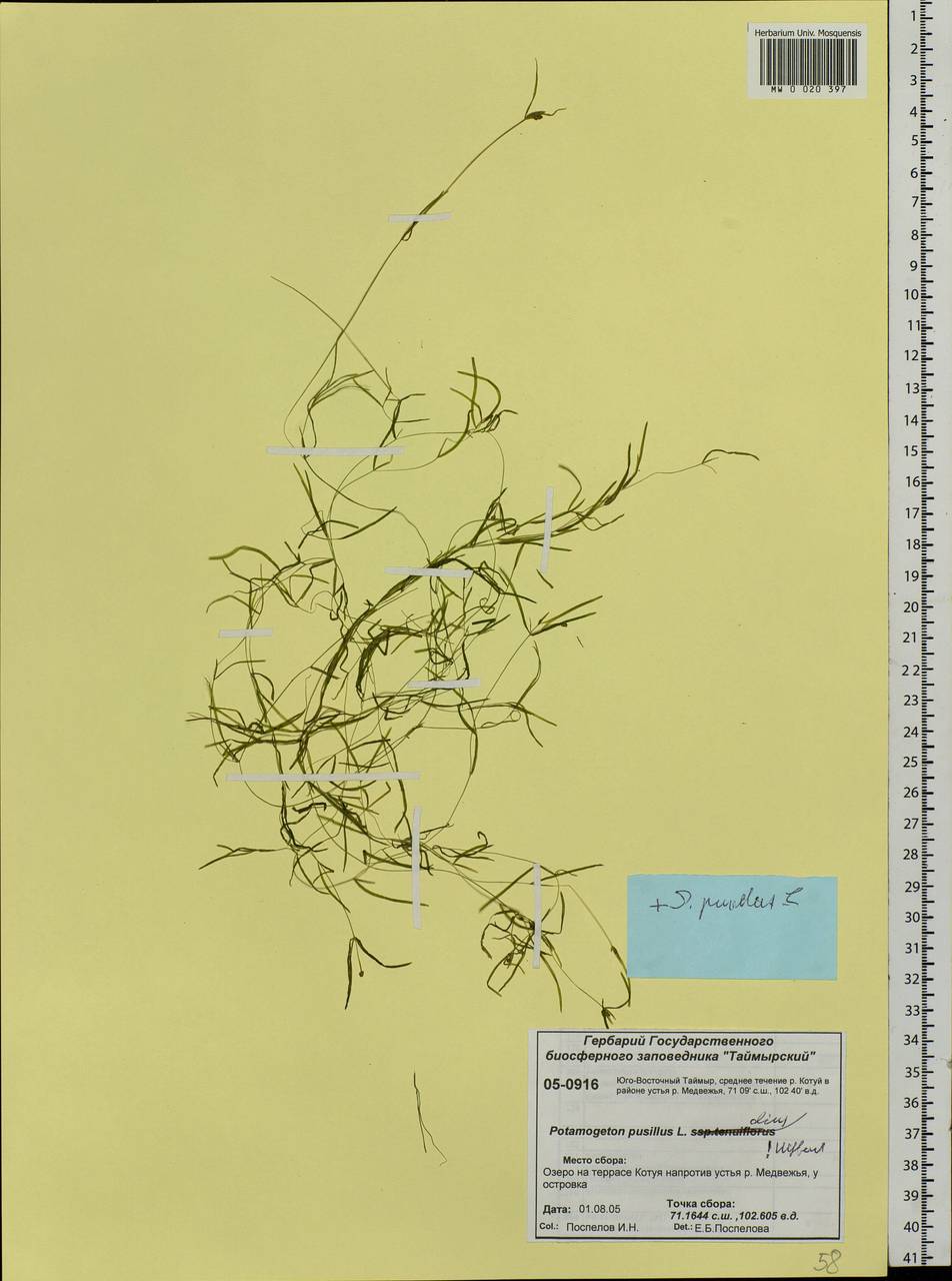 Potamogeton pusillus L., Siberia, Central Siberia (S3) (Russia)