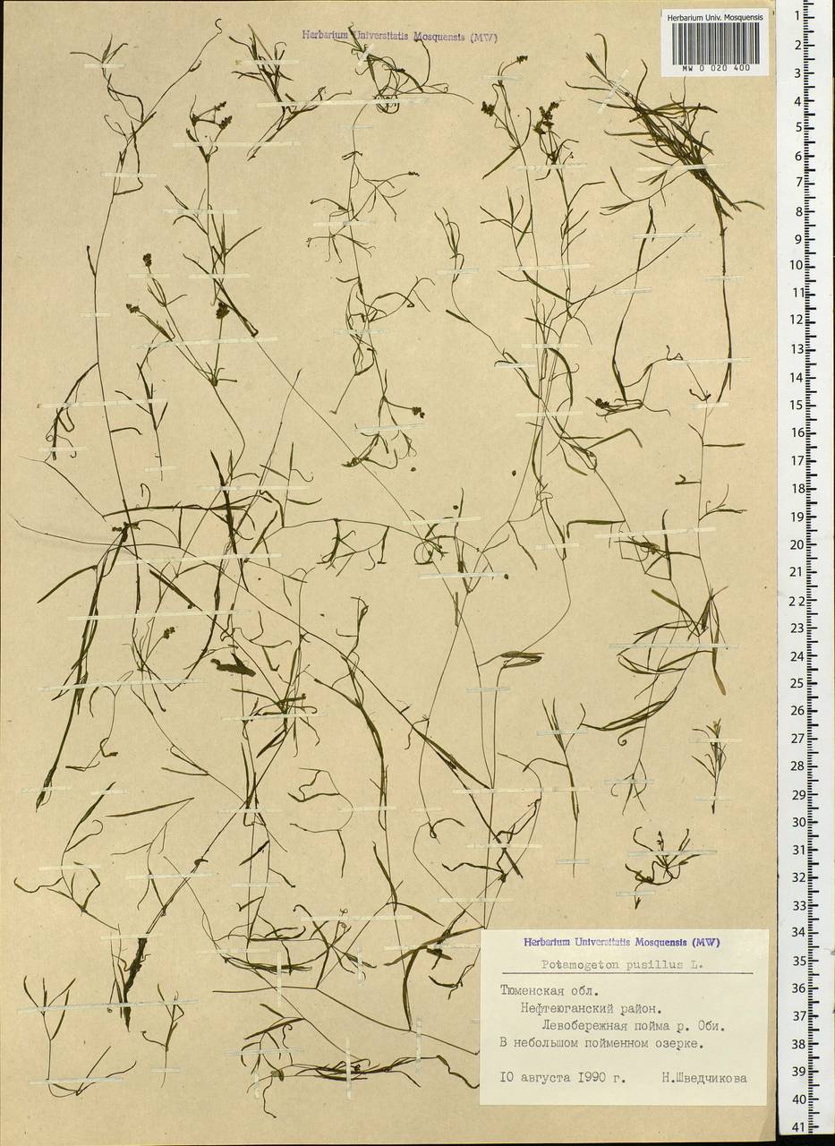 Potamogeton pusillus L., Siberia, Western Siberia (S1) (Russia)