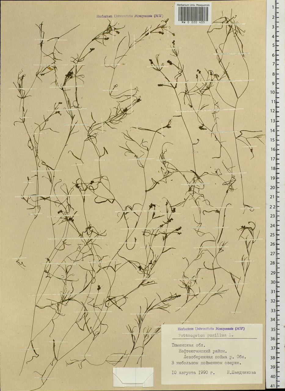 Potamogeton pusillus L., Siberia, Western Siberia (S1) (Russia)