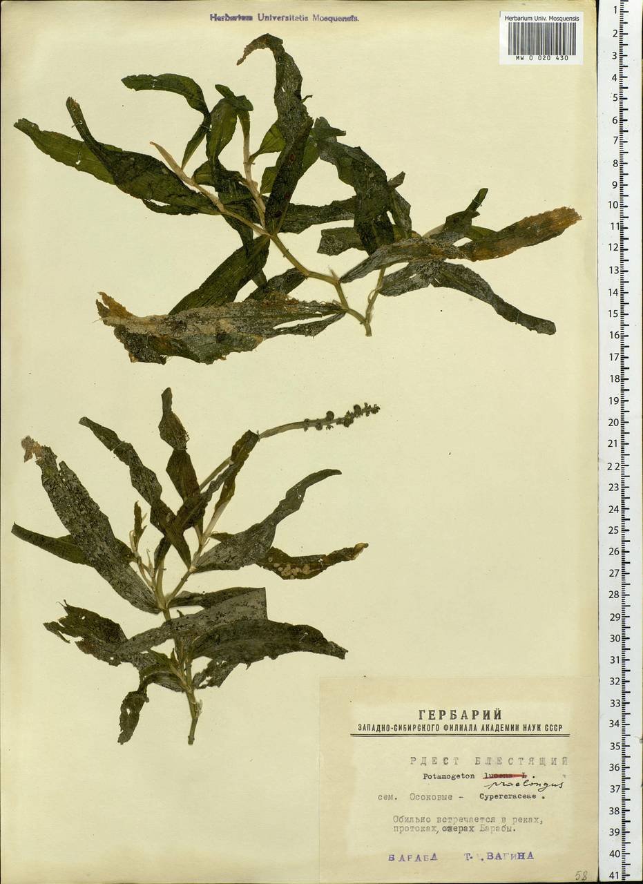 Potamogeton praelongus Wulfen, Siberia, Western Siberia (S1) (Russia)
