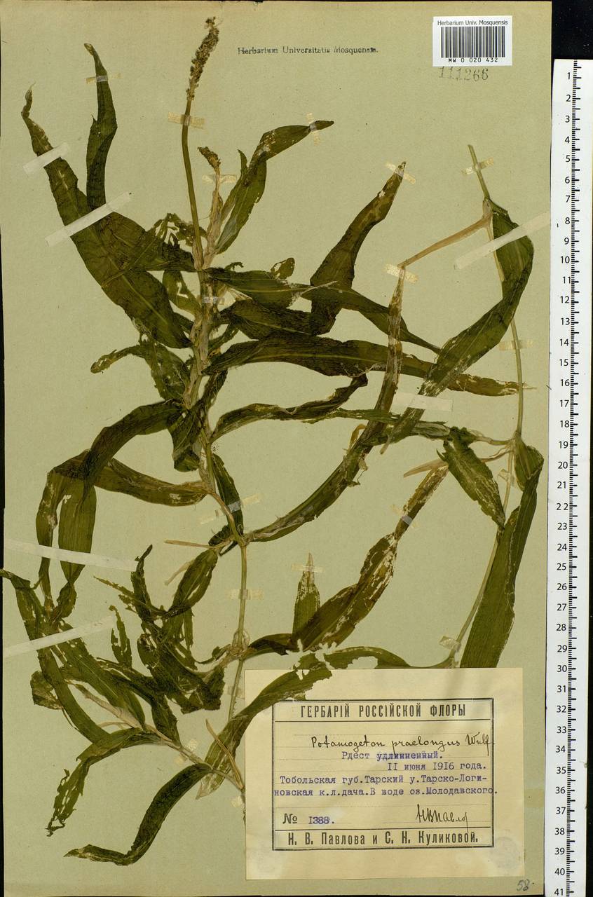 Potamogeton praelongus Wulfen, Siberia, Western Siberia (S1) (Russia)