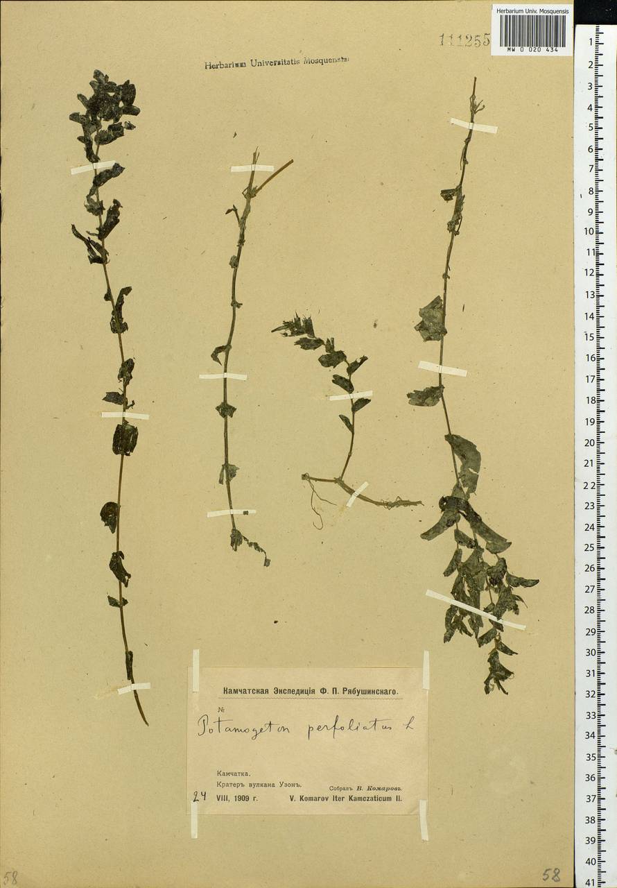 Potamogeton perfoliatus L., Siberia, Chukotka & Kamchatka (S7) (Russia)