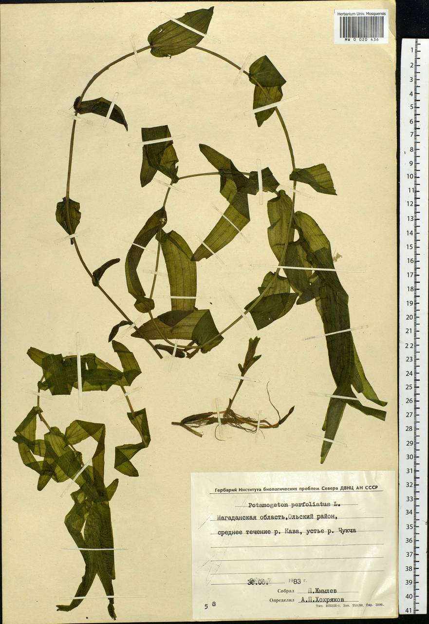 Potamogeton perfoliatus L., Siberia, Chukotka & Kamchatka (S7) (Russia)