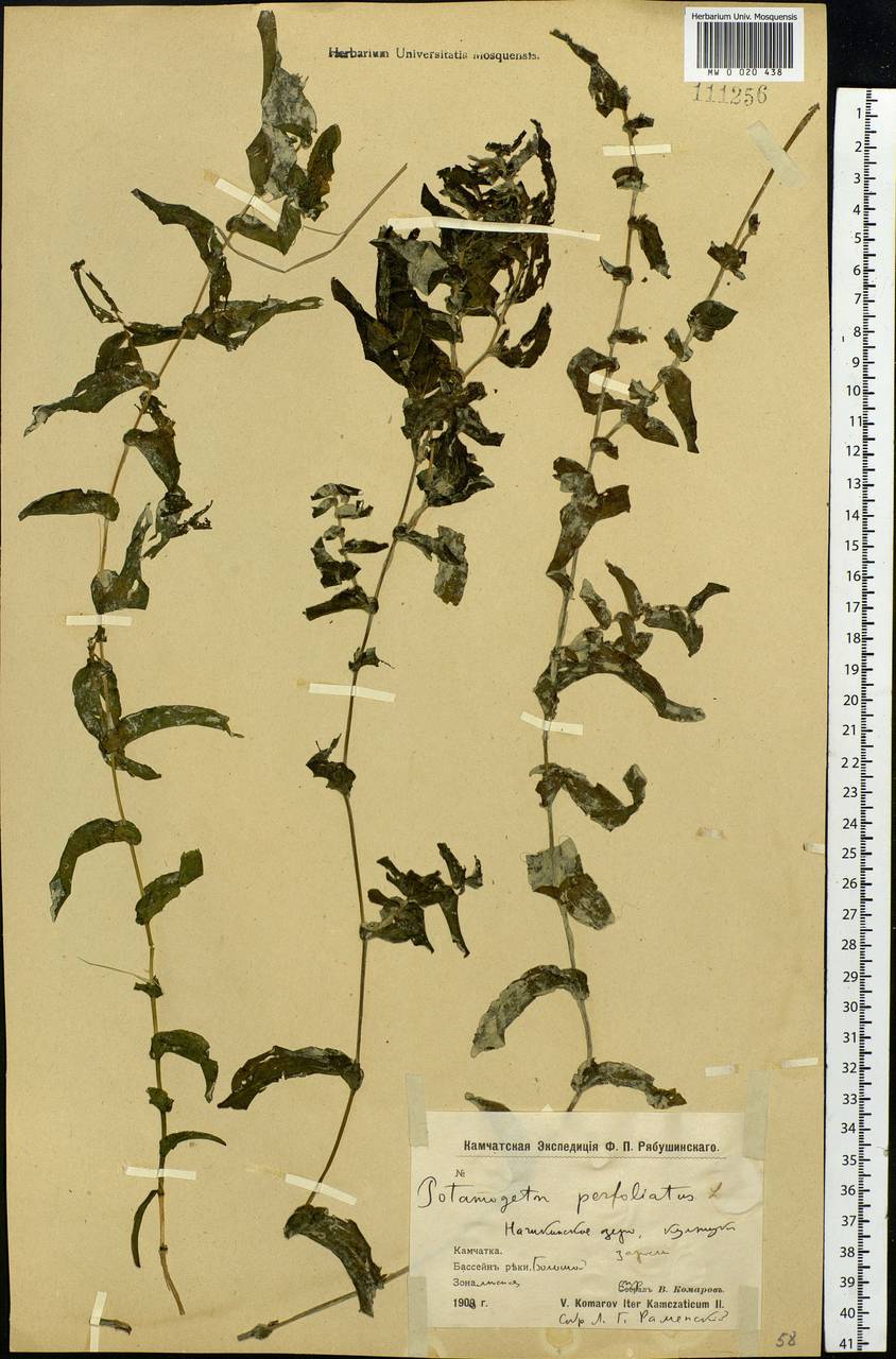 Potamogeton perfoliatus L., Siberia, Chukotka & Kamchatka (S7) (Russia)