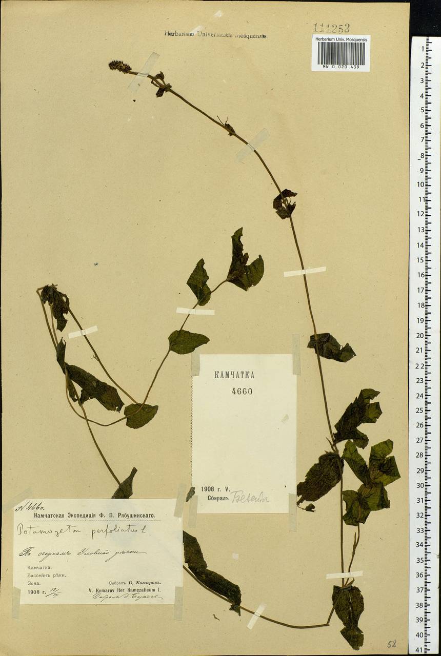 Potamogeton perfoliatus L., Siberia, Chukotka & Kamchatka (S7) (Russia)