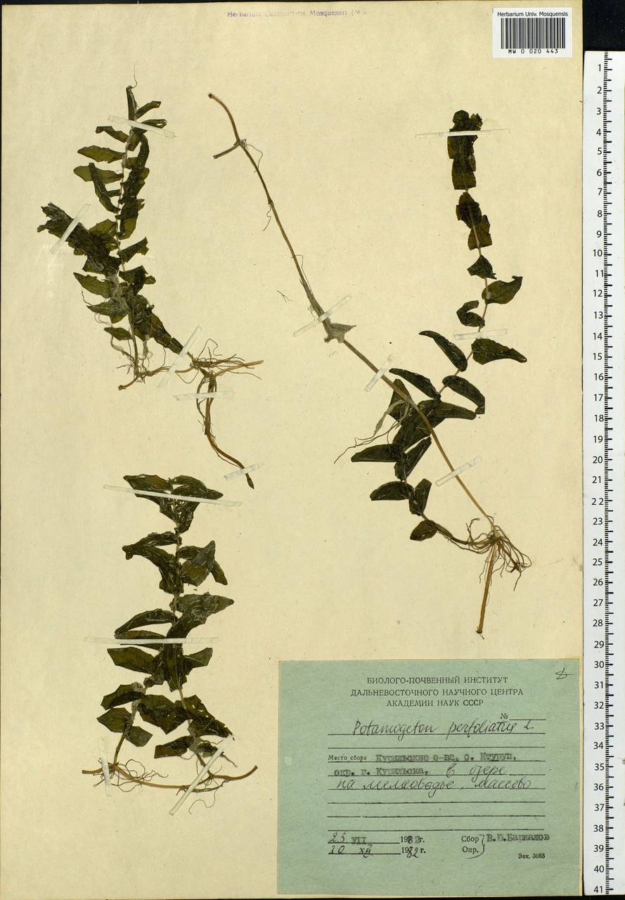 Potamogeton perfoliatus L., Siberia, Russian Far East (S6) (Russia)