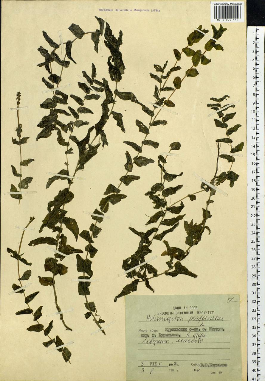 Potamogeton perfoliatus L., Siberia, Russian Far East (S6) (Russia)