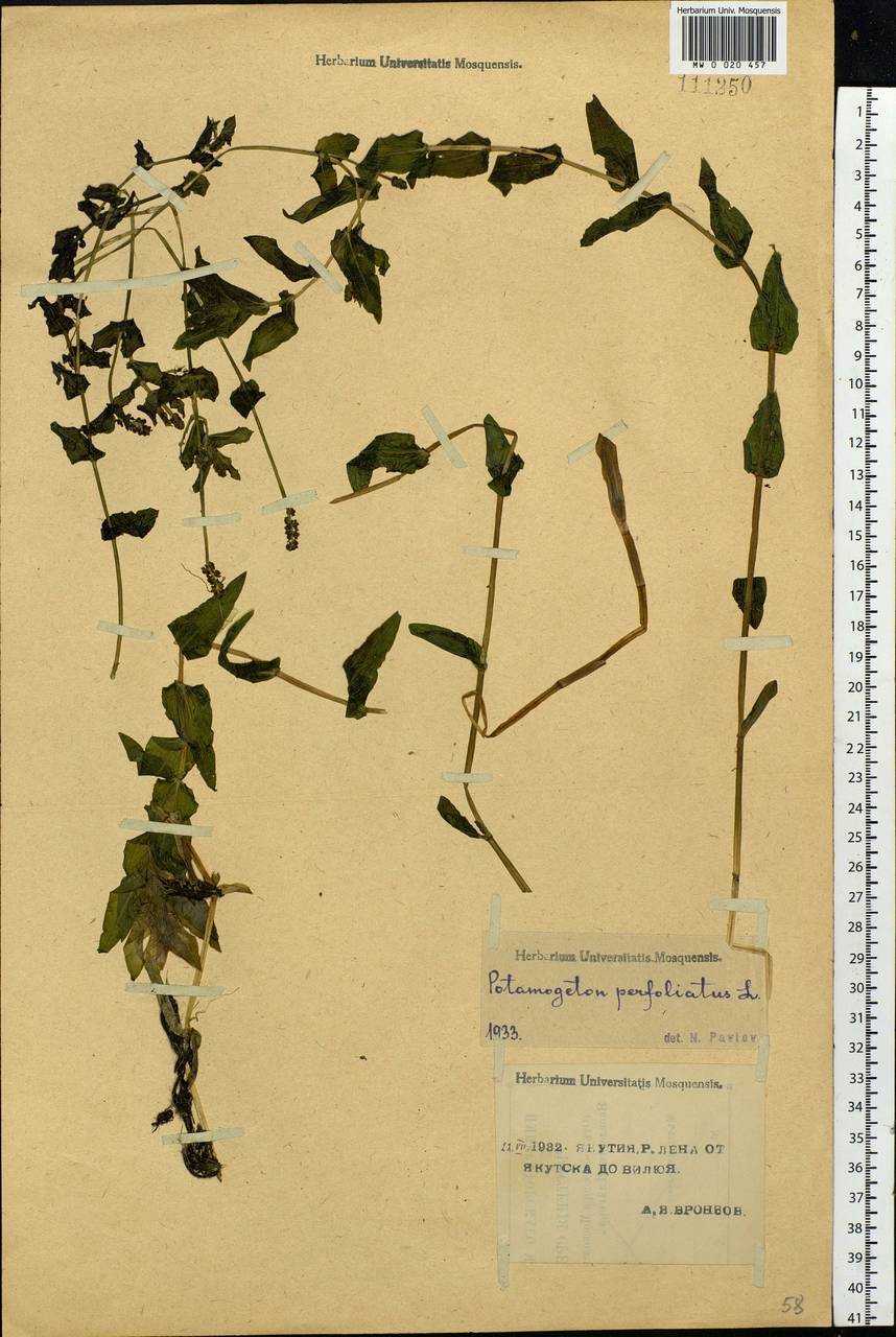 Potamogeton perfoliatus L., Siberia, Yakutia (S5) (Russia)