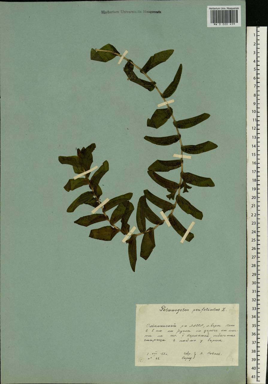 Potamogeton perfoliatus L., Siberia, Yakutia (S5) (Russia)