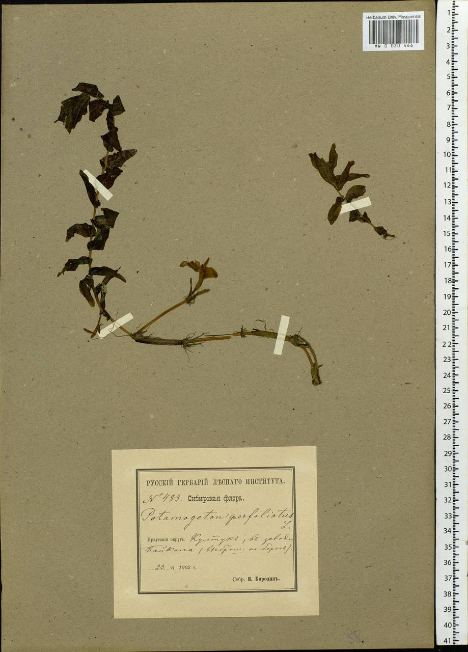 Potamogeton perfoliatus L., Siberia, Baikal & Transbaikal region (S4) (Russia)