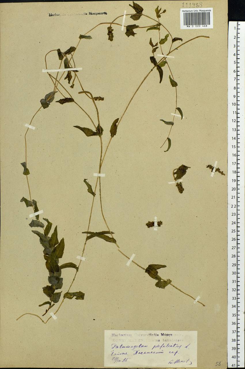 Potamogeton perfoliatus L., Siberia, Baikal & Transbaikal region (S4) (Russia)