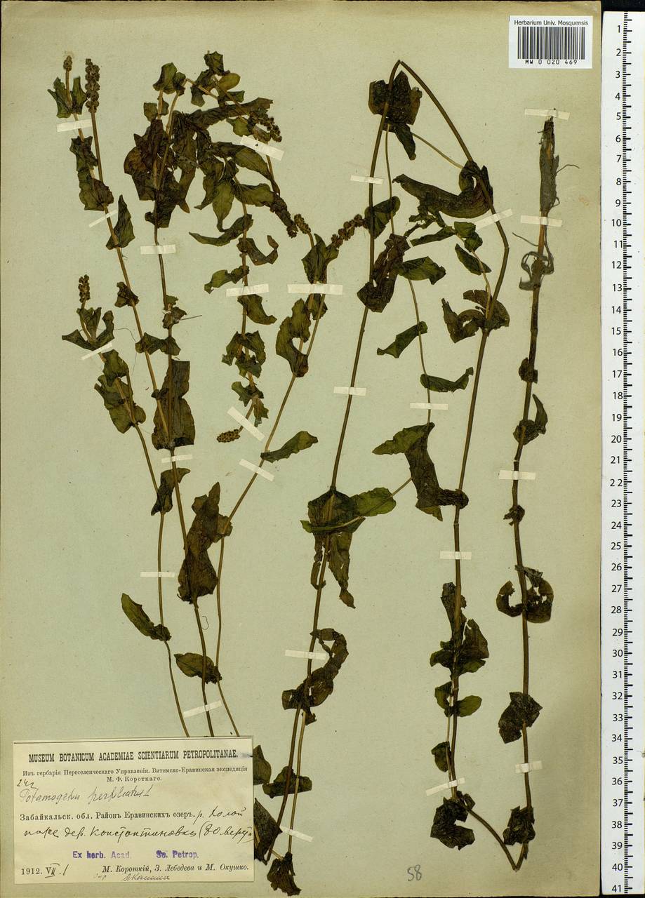 Potamogeton perfoliatus L., Siberia, Baikal & Transbaikal region (S4) (Russia)