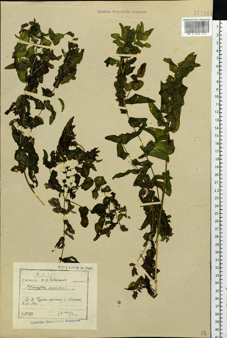 Potamogeton perfoliatus L., Siberia, Baikal & Transbaikal region (S4) (Russia)