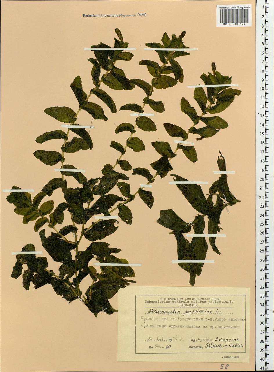 Potamogeton perfoliatus L., Siberia, Central Siberia (S3) (Russia)