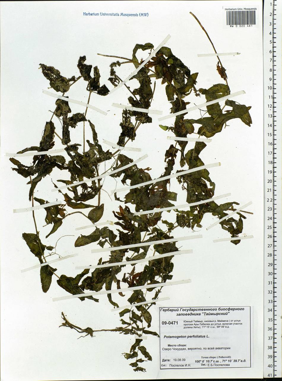Potamogeton perfoliatus L., Siberia, Central Siberia (S3) (Russia)