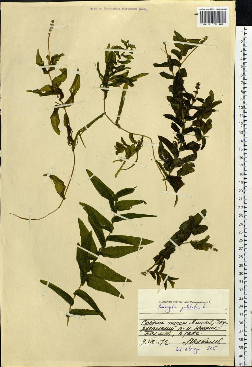 Potamogeton perfoliatus L., Siberia, Central Siberia (S3) (Russia)