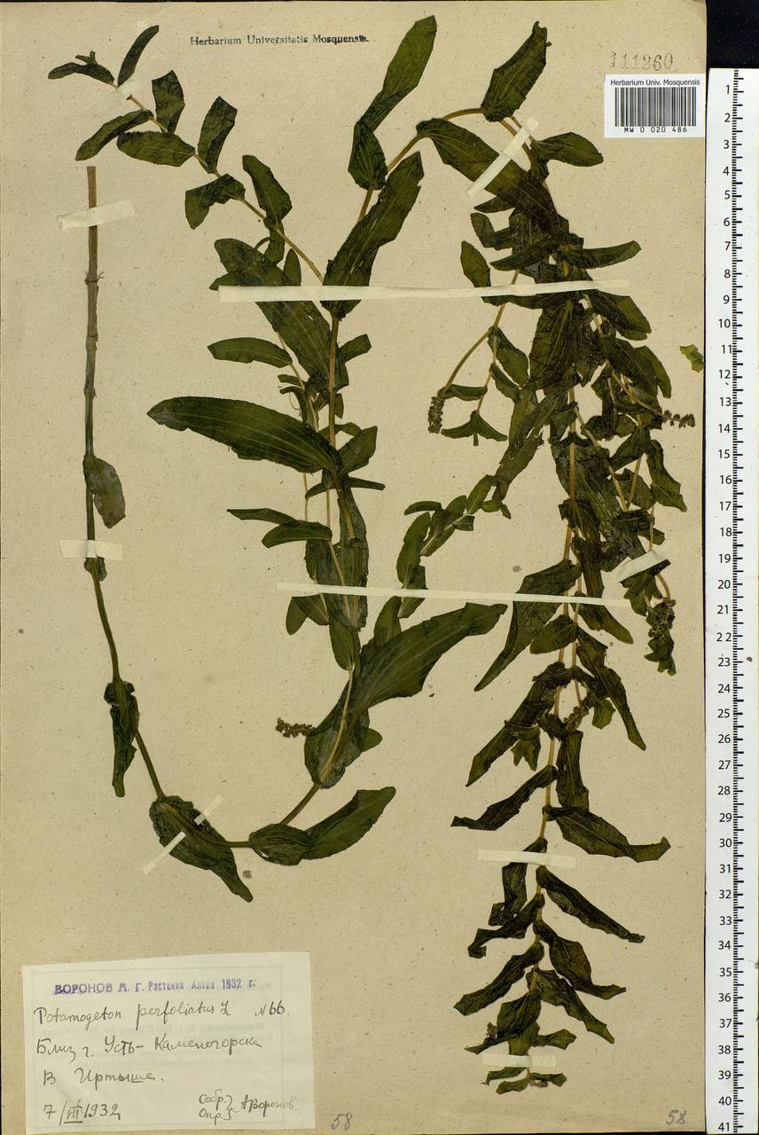 Potamogeton perfoliatus L., Siberia, Western (Kazakhstan) Altai Mountains (S2a) (Kazakhstan)