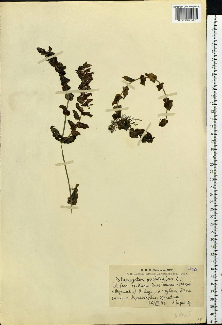Potamogeton perfoliatus L., Siberia, Altai & Sayany Mountains (S2) (Russia)