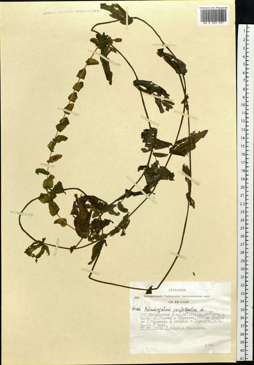 Potamogeton perfoliatus L., Siberia, Western Siberia (S1) (Russia)