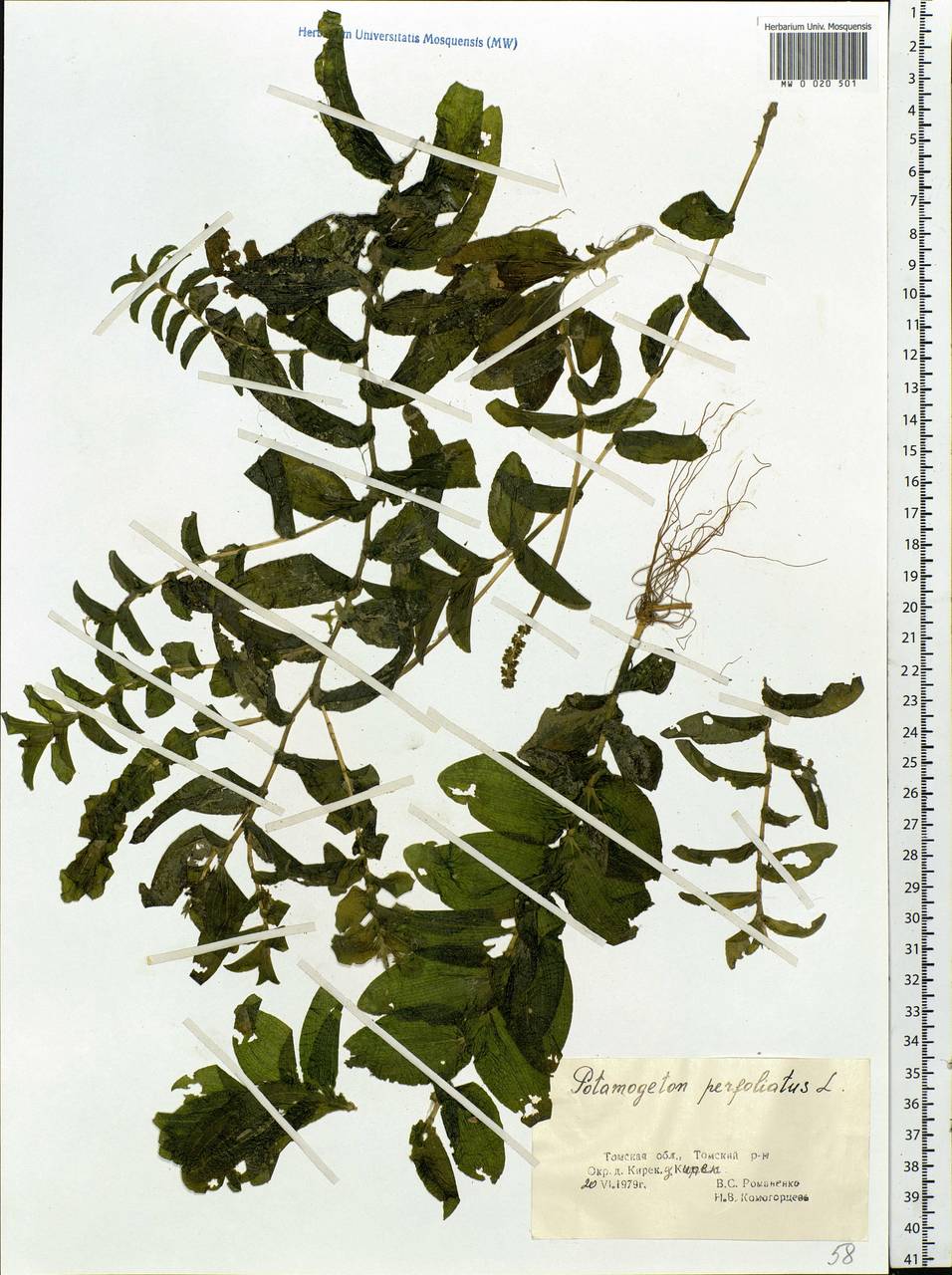 Potamogeton perfoliatus L., Siberia, Western Siberia (S1) (Russia)