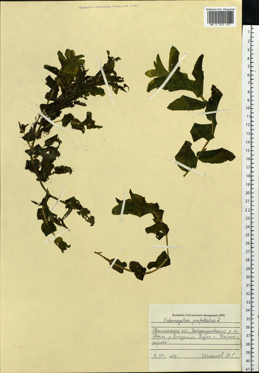 Potamogeton perfoliatus L., Siberia, Western Siberia (S1) (Russia)