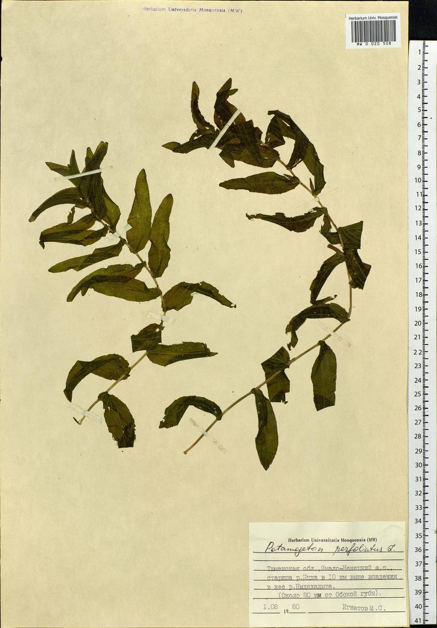 Potamogeton perfoliatus L., Siberia, Western Siberia (S1) (Russia)