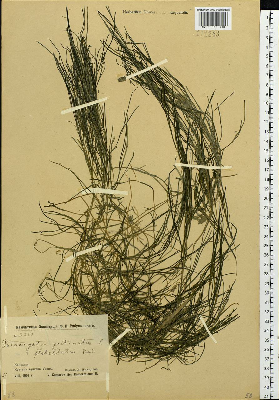 Stuckenia pectinata (L.) Börner, Siberia, Chukotka & Kamchatka (S7) (Russia)