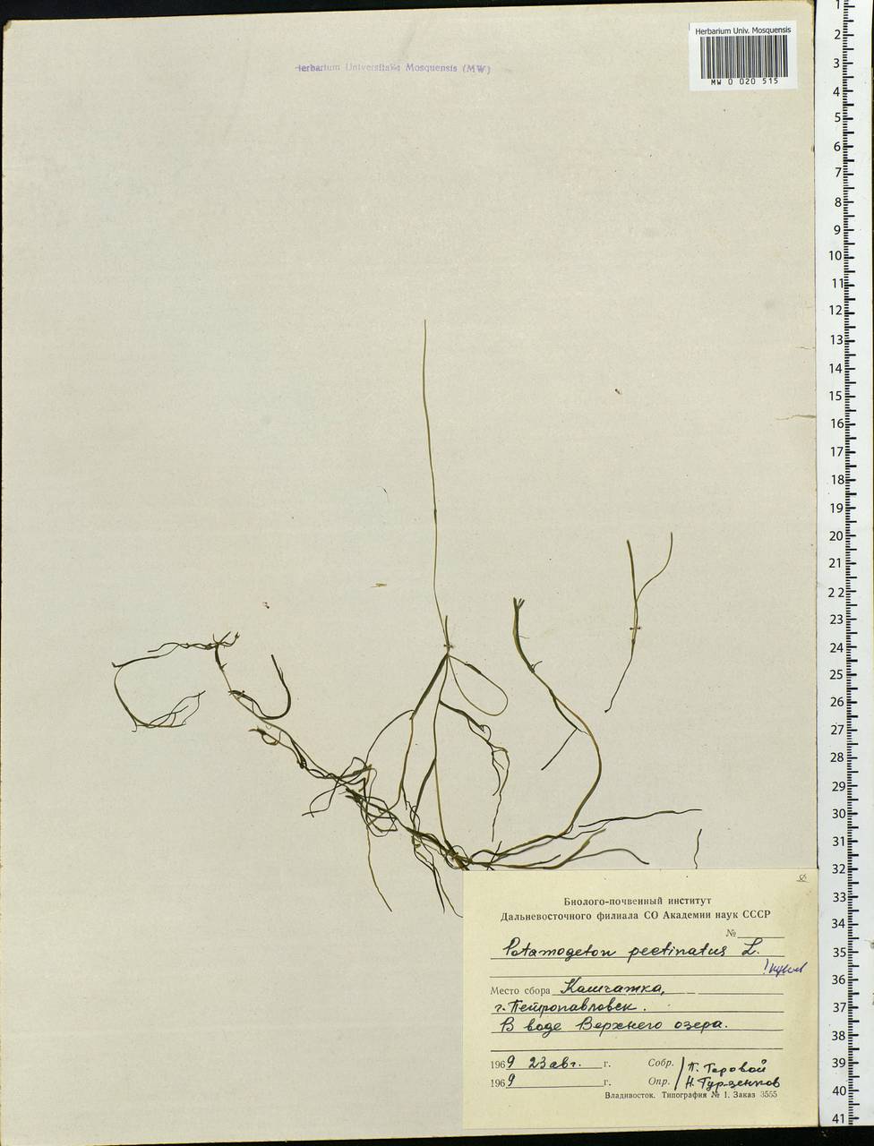Stuckenia pectinata (L.) Börner, Siberia, Chukotka & Kamchatka (S7) (Russia)