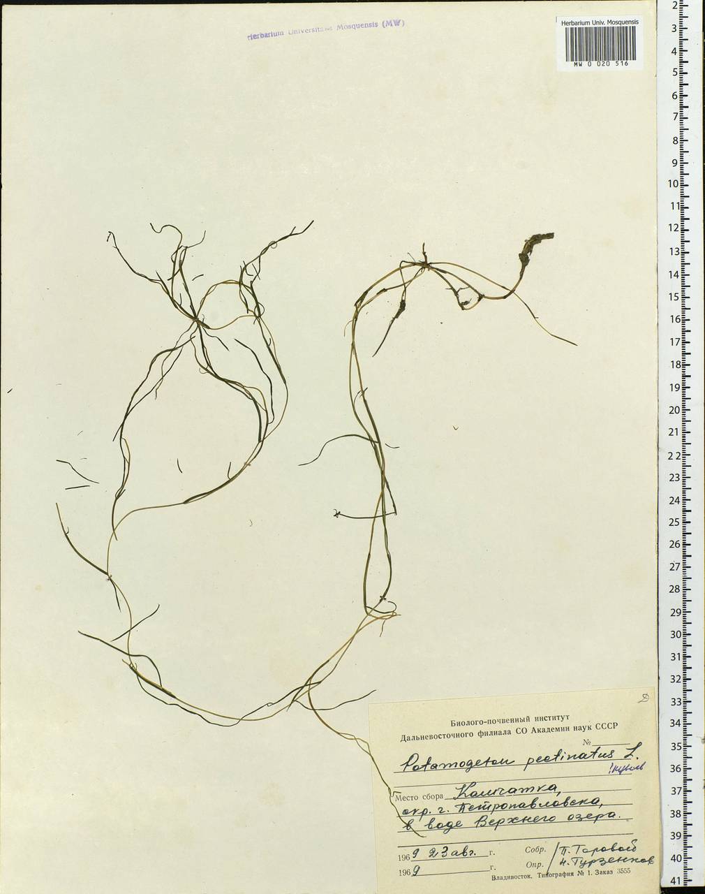 Stuckenia pectinata (L.) Börner, Siberia, Chukotka & Kamchatka (S7) (Russia)