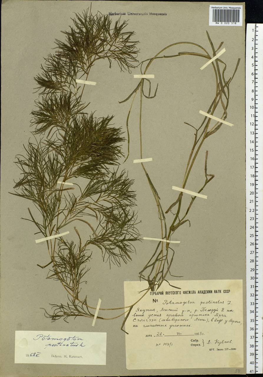 Stuckenia pectinata (L.) Börner, Siberia, Yakutia (S5) (Russia)