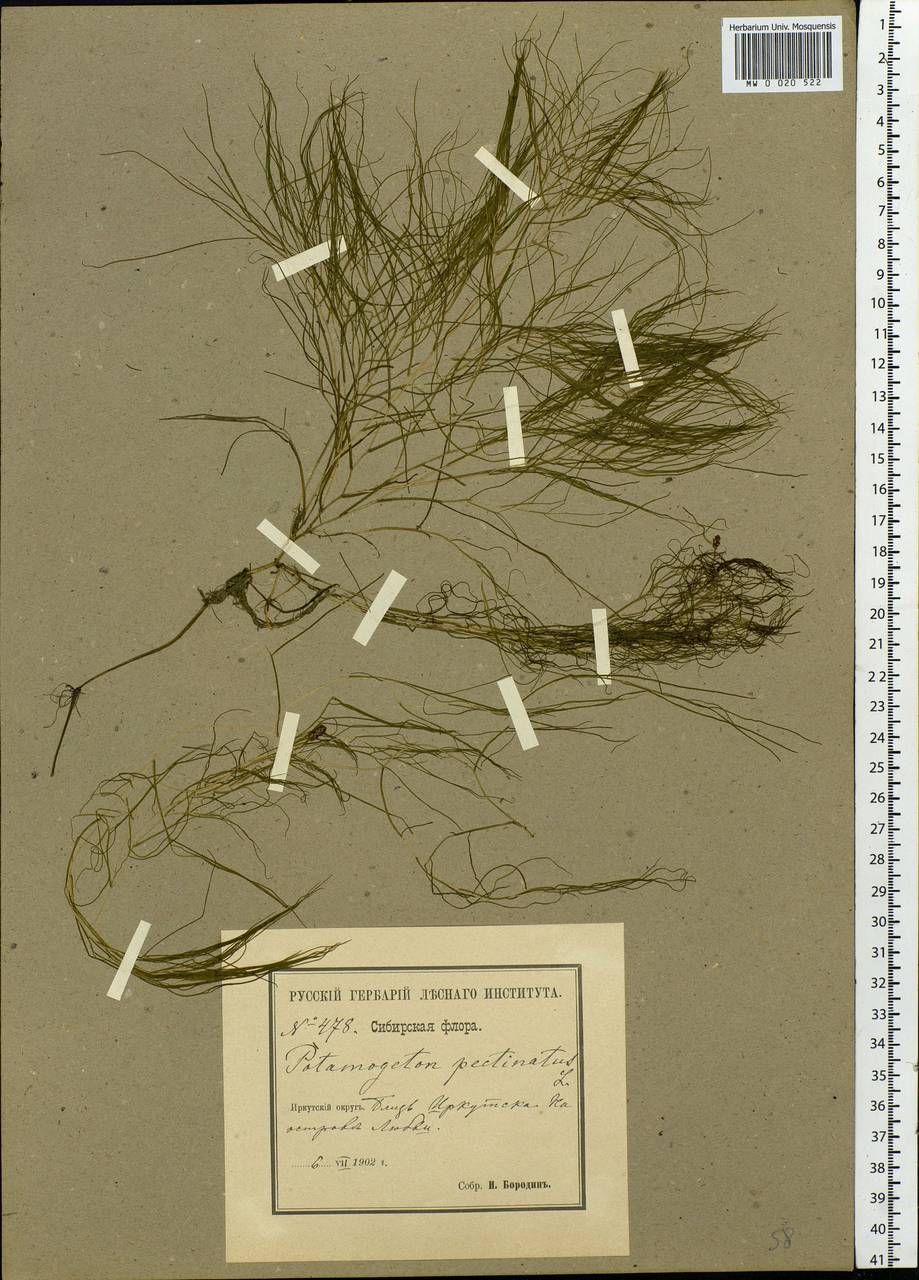Stuckenia pectinata (L.) Börner, Siberia, Baikal & Transbaikal region (S4) (Russia)